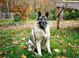 Bamse in the backyard