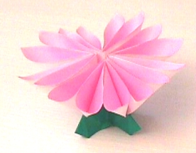 Chrysanthemum (side view)